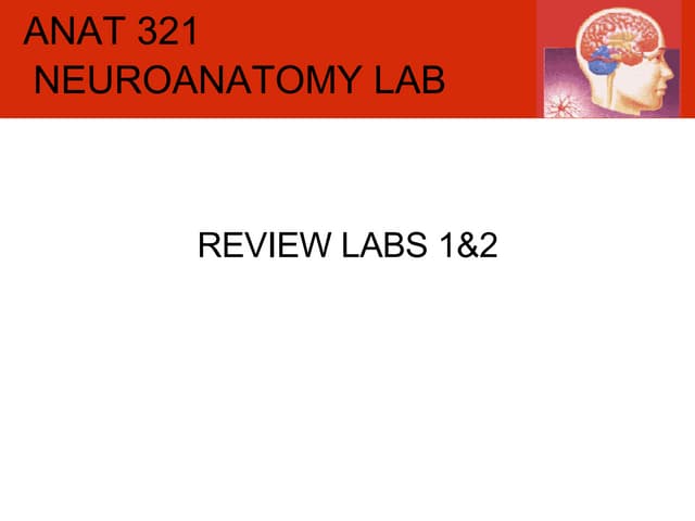ANAT-321: review lab 1 & 2