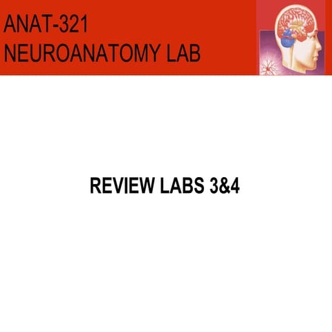 ANAT-321: review lab 3 & 4