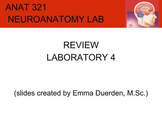 Anat 321 Slides Mss | PPT