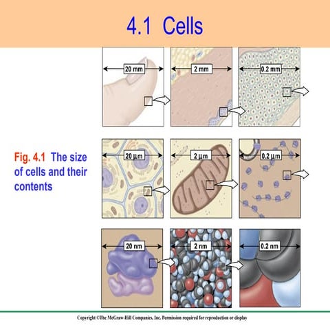 Ch 4 structure and function of cells | PPT