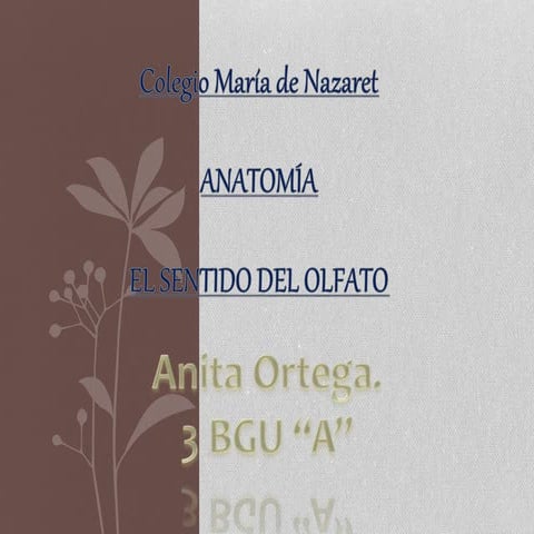 Anatomia olfato