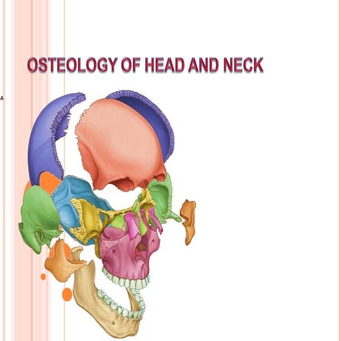 Anatomy(1) Osteology 