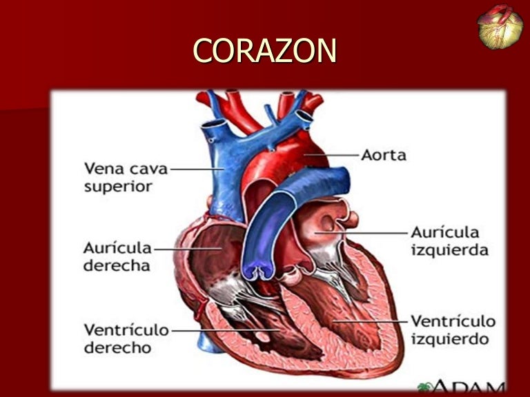 Sensación de ardor en la parte interna de la rodilla
