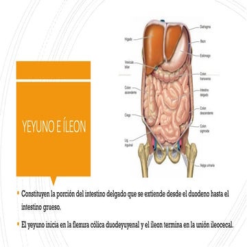 YEYUNO E ILEON, ANATOMIA, RELACIONES, IRRIGACION, INERVACION. | PPTX