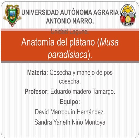 Anatomía del-fruto-de-platano