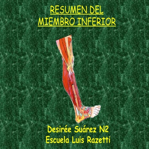 AnatomíA Del Miembro Inferior