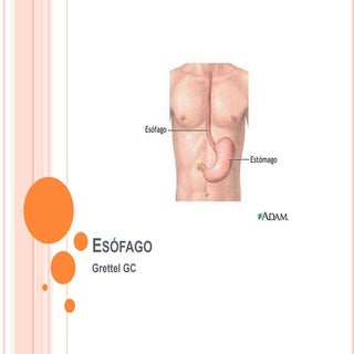 Anatomía de esófago