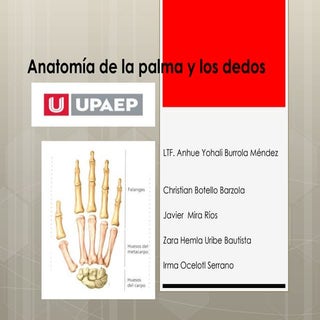 Anatomía de la palma y los dedos