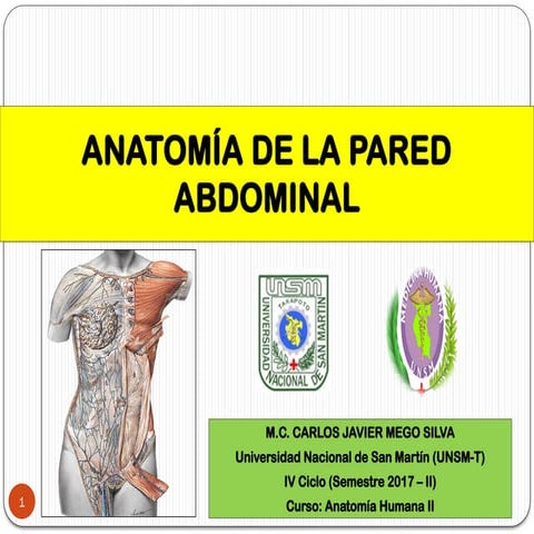 Anatomia topográfica del abdomen | PPTX