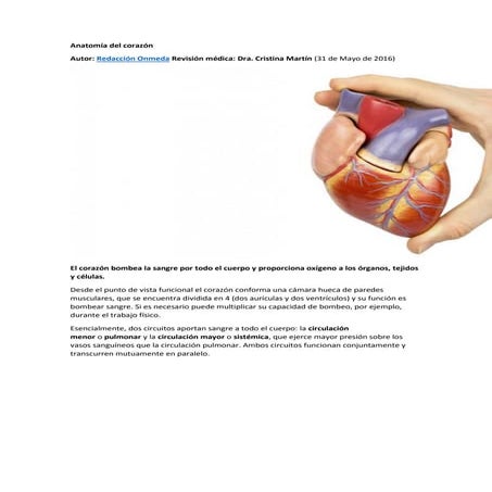 Anatomía del corazón