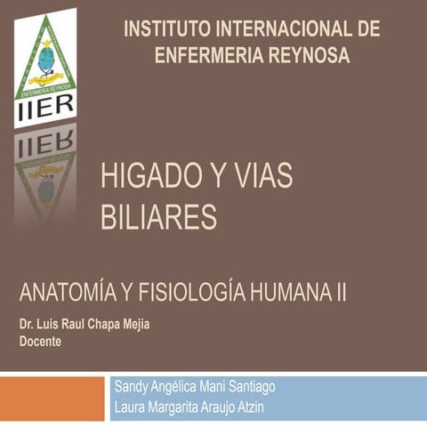 Anatomía del higado