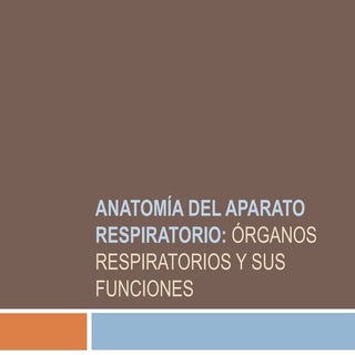Anatomía del sistema respiratorio