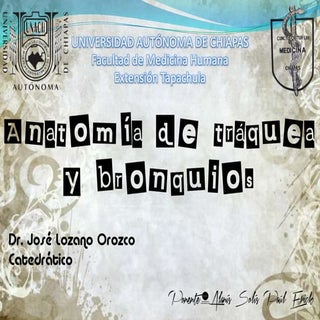 Anatomía de tráquea y bronquios