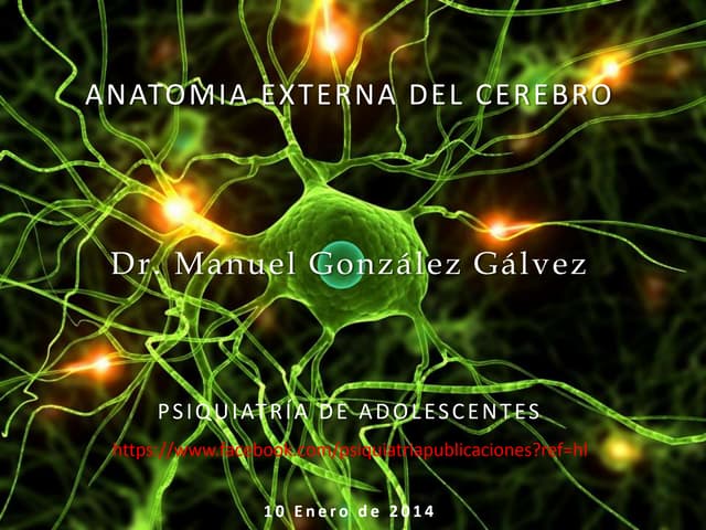 Anatomía externa del cerebro.
