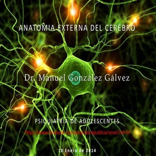 Anatomía externa del cerebro.