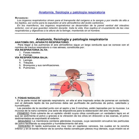 Anatomía, fisiología y patología respiratoria