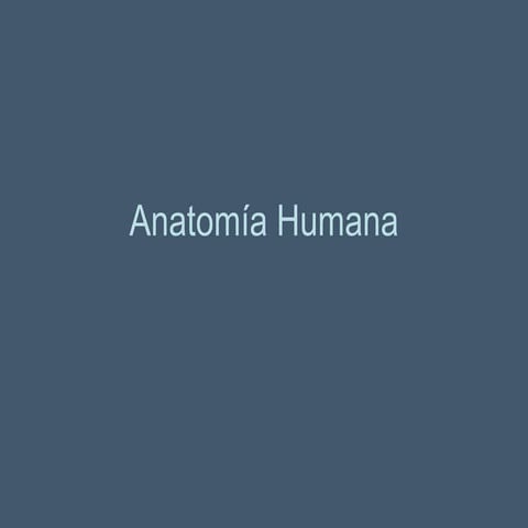 Anatom+¡a humana(dibujos)