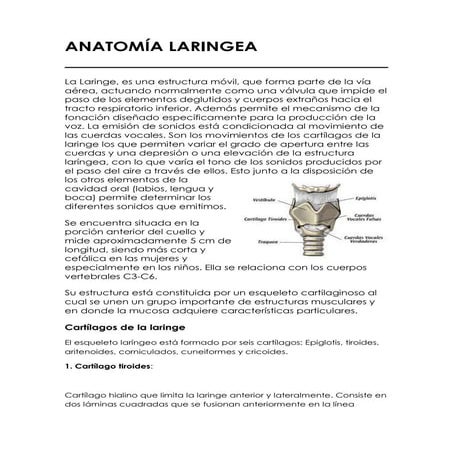 Anatomía laringea
