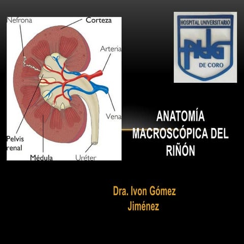 Anatomía Macroscópica del Riñón 2025.pptx