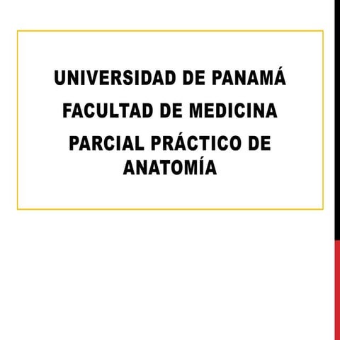 Anatomía (práctico de abdomen y visceras)