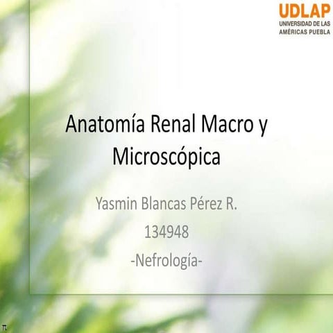 Anatomía renal macro y microscópica