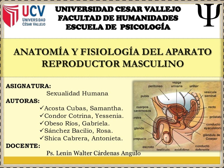 anatomia y fisiologia del aparato reproductor femenino y masculino pdf anatomia y fisiologia del aparato reproductor femenino y masculino pdf