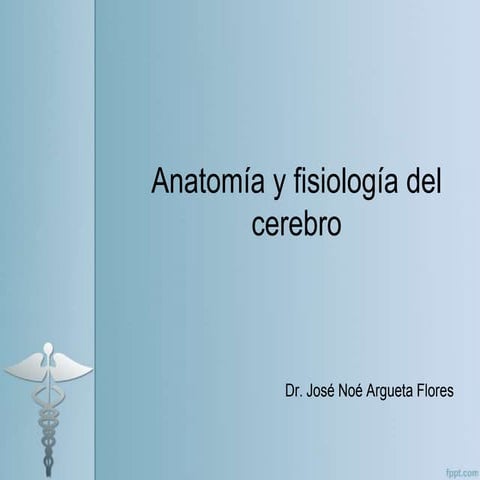 Anatomía y fisiología del cerebro