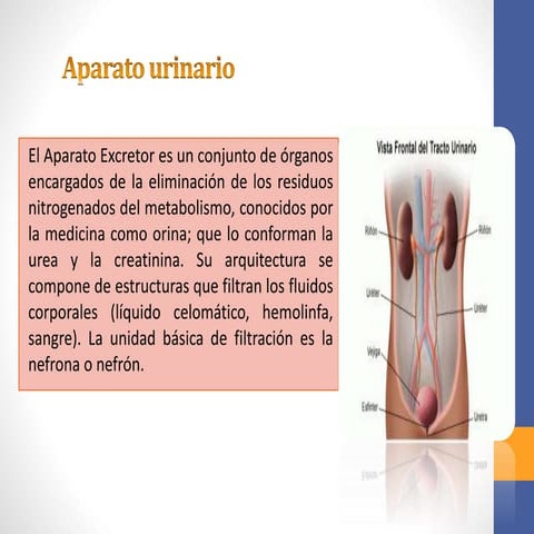 Anatomía y fisiología del sistema urinario