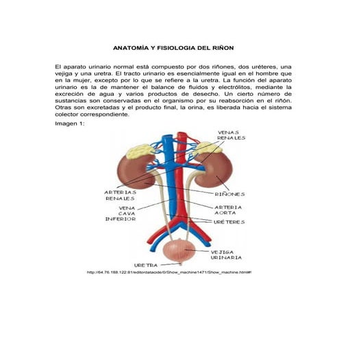 Anatomía y fisiologia del riño