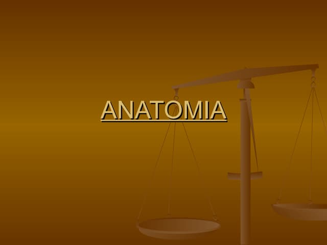 Anatomia