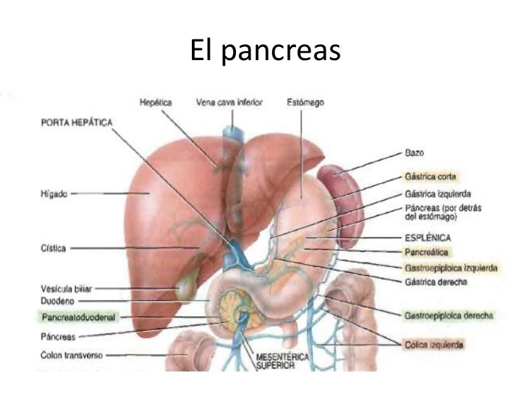 Páncreas, hígado, vesícula biliar y bazo morfofisiología
