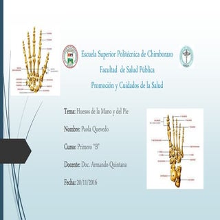 HUESOS DEL LA MANO Y EL PIE 