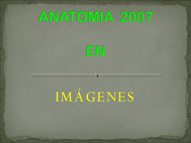 Anatomia  2007