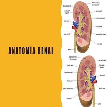 ANATOMIA renal2222222222222222222222.pptx