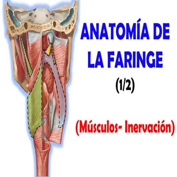 Anatomía Detallada de la Faringe: Músculos e Inervación | PPTX