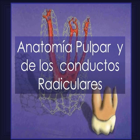 Anatomia De Los Conducto Radiculares F