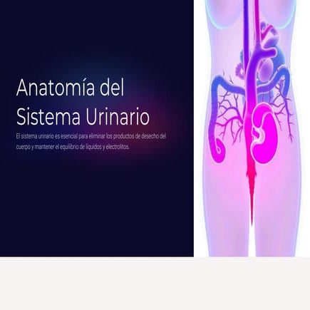 SISTEMA URINARIO.pdf anatomía y fisiología del sistema urinario | PDF