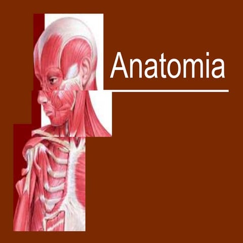 Anatomia 1.ppt