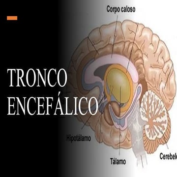 Anatomia2022.....4585~;.........655553.pptx