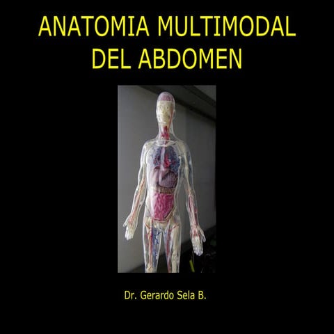 Anatomia abdomen 2015 2