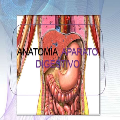 Anatomia Aparato Digestivo