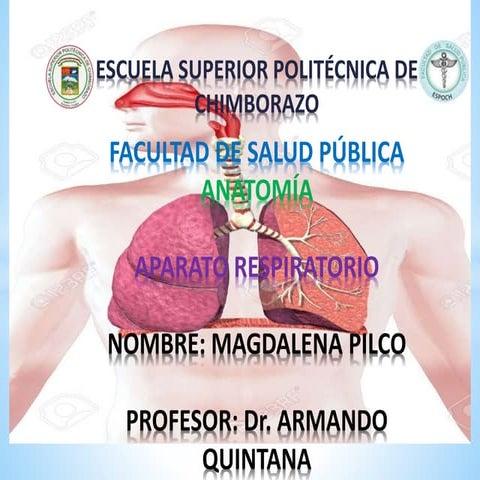 Anatomia aparato respiratorio