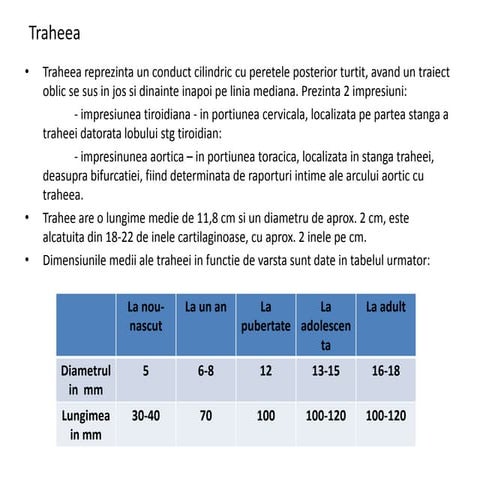 Anatomia arborelui traheo bronsic