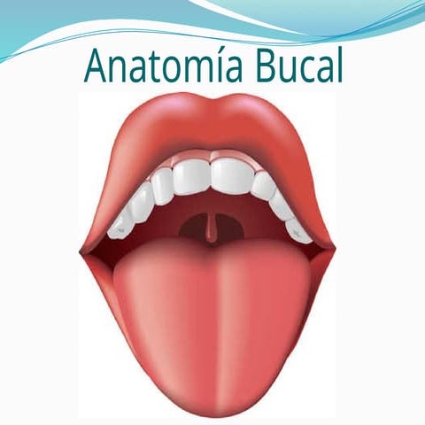 Anatomia Bucal Pptx Documentos Fail De Entender Pptx