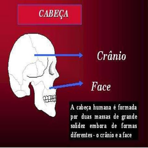 Anatomia da face | PPT
