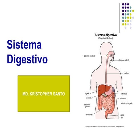Anatomia clase 4 sistema digestivo
