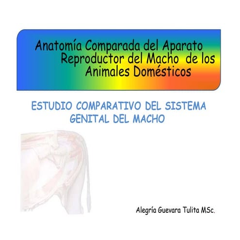 aparato-reproductor-del-macho-veterinaria-pptx