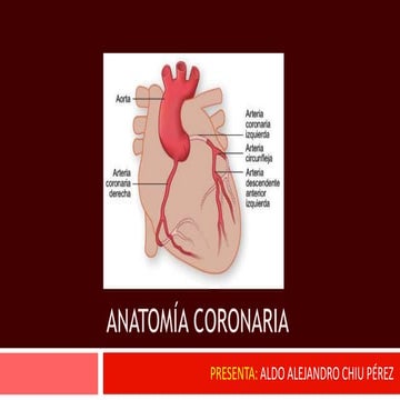 Anatomia coronaria