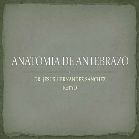 Anatomia de antebrazo
