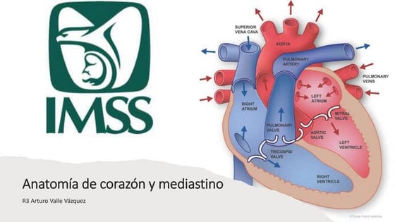 Anatomía del corazón | PPT